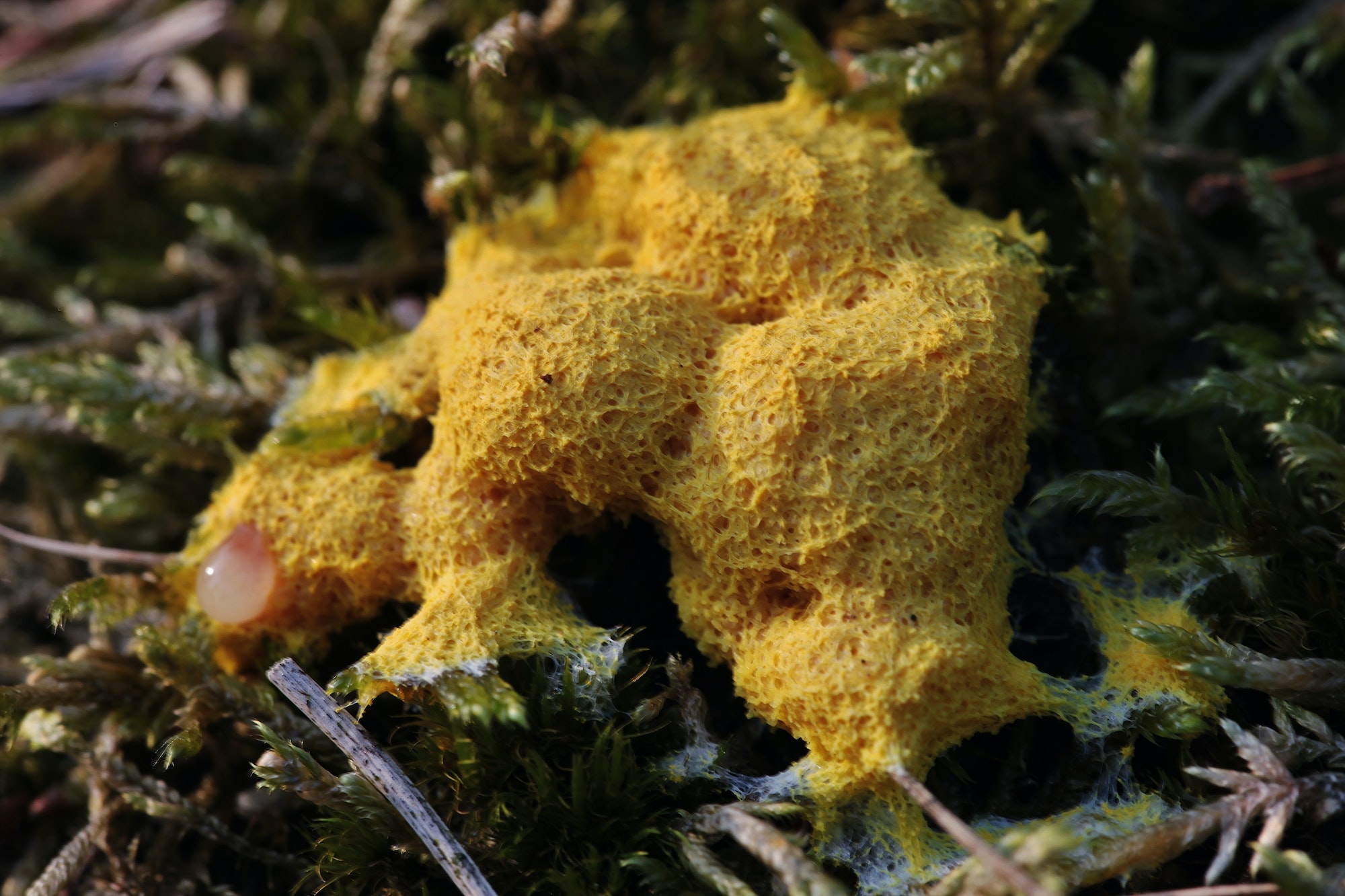 Selective focus shot of a fuligo slime mold